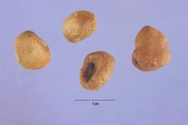   Seeds:   Eugenia uniflora ; Photo by S. Hurst, USDA-NRCS Plants Database
